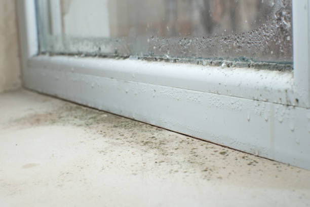 Why You Should Choose Our Mold Remediation Services in Marshall, VA